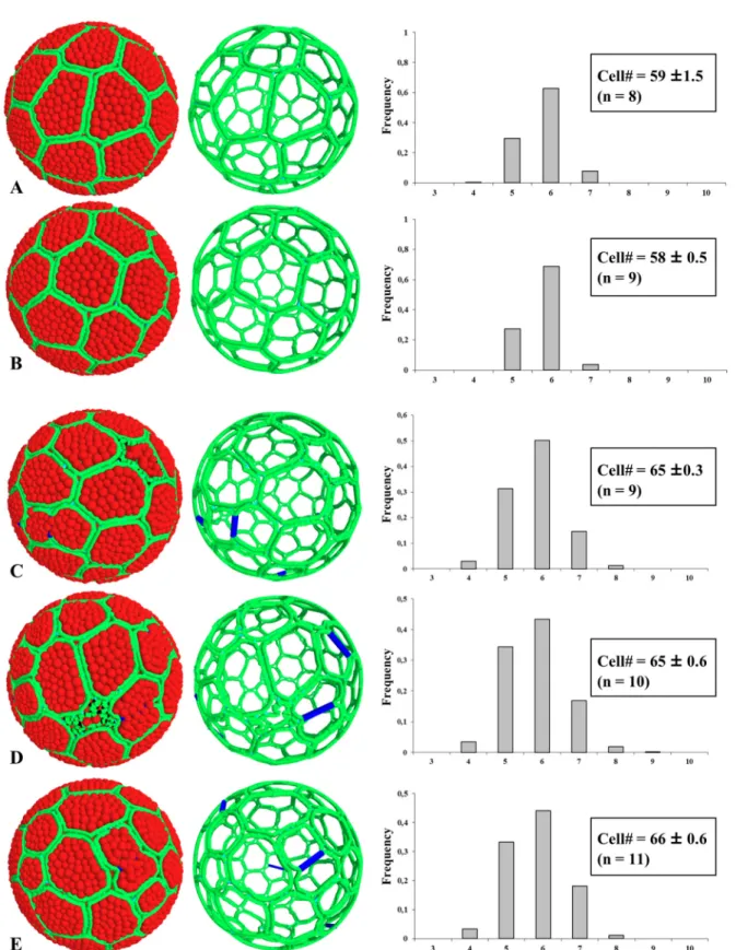 Fig 8. Simulations of epithelial morphogenesis in non-proliferative and proliferative context