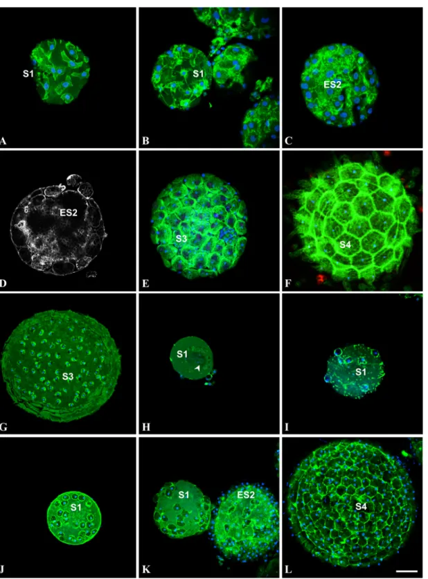 Fig 2. Cells do not undergo apoptosis during follicular morphogenesis of Ciona intestinalis (A-F), Ascidiella aspersa (G), Phallusia mammillata H,I) and Styela clava (J-L)
