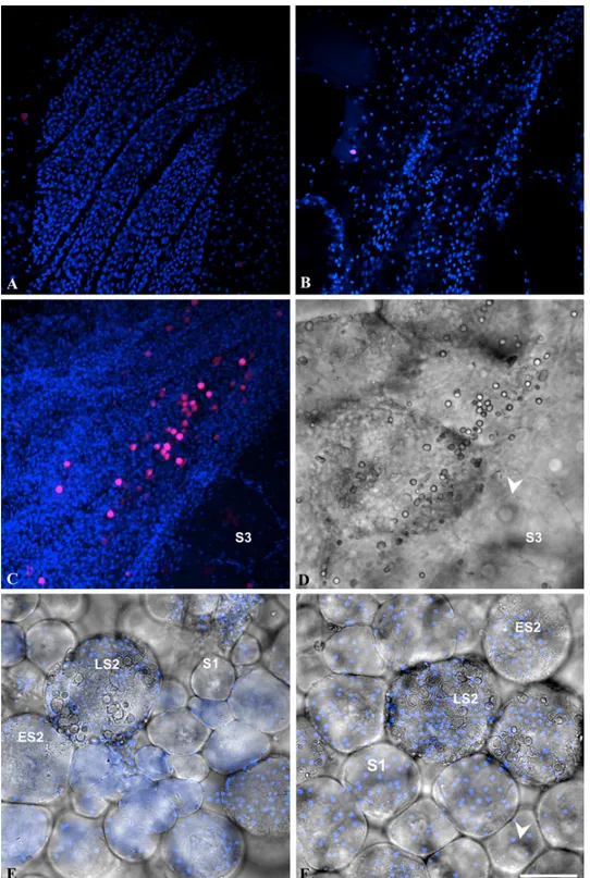 Fig 3. Localization of EdU positive cells in the gonad of Ciona intestinalis. A-B: double fluorescence of single confocal sections (bleu pseudocolor: DAPI staining; red pseudo-color: EdU labeling)