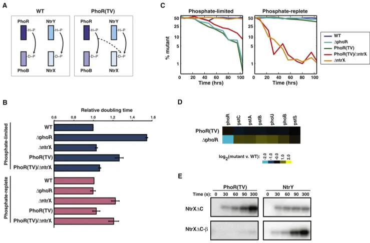 Figure 4. Crosstalk between PhoR(TV) and NtrX Leads to a Growth Defect and Fitness Disadvantage in Phosphate-Limited Media (A) Schematic of strains examined