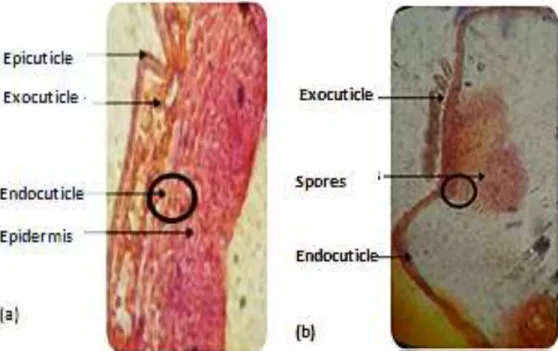 Figure  2.  Structure  of  the  cuticle  of  Culex  pipiens  control  larvae  (a)  and  Spores  of  B