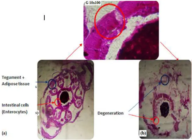 Figure 5. Cross section of the larvae of Culex pipiens (a) control and (b) treated.