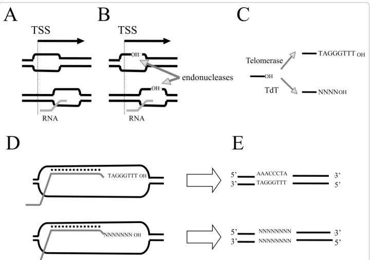 Figure 8 Possible transcription-associated recombination mechanism. A possible transcription-associated recombination mechanism is proposed for spreading of telo boxes, microsatellites and Y patches within plant genomes
