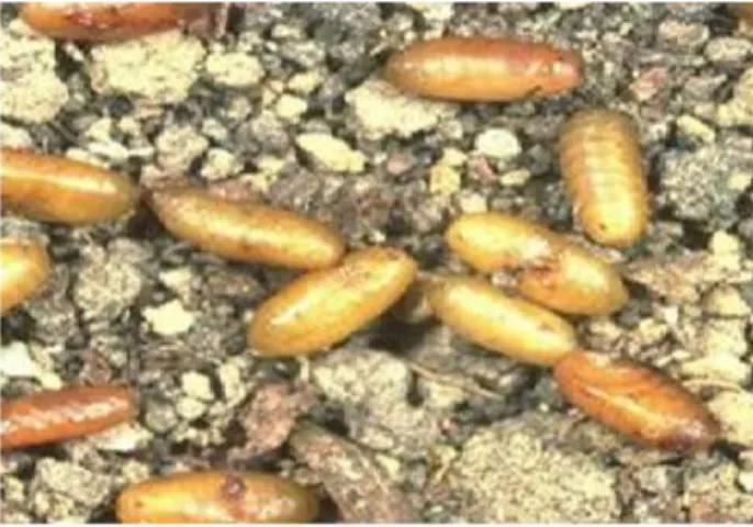 Figure 4 : Pupe de la moche de l’olive dans le sol (Bonifacio et al., 2009). 