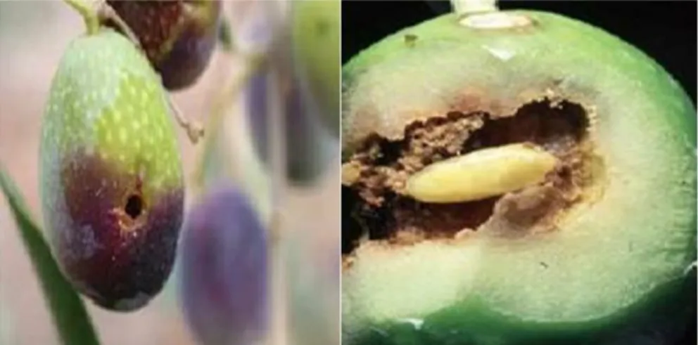 Figure 6: Dégâts qualitatifs causer par les piqures de la mouche sur le fruit d’olive (AFIDOL , 2011)