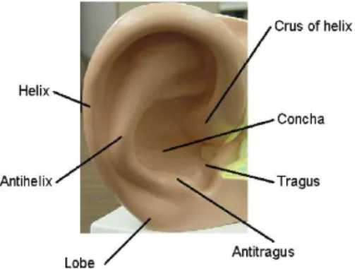 Fig. 1.  Terminology of the human ear [5]. 