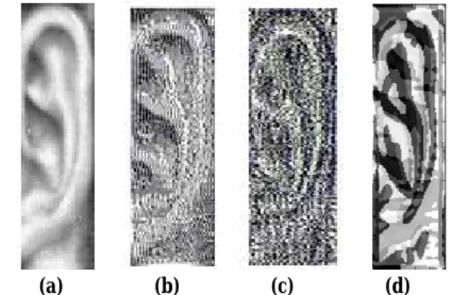 Fig. 3.  (a) Example of normalized ear images and their LBP (8,1), (c) LPQ 3 , and (d) BSIF (with 