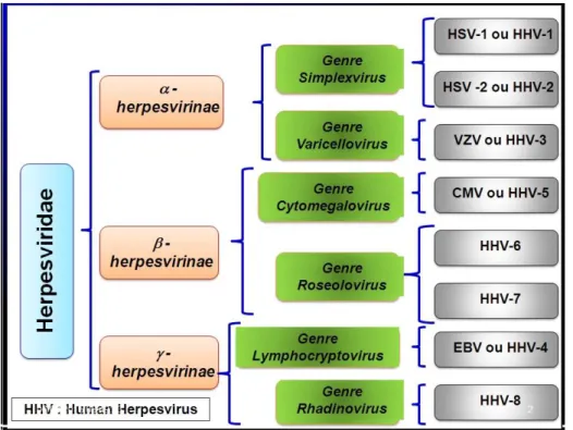 Figure 1 : Classification des herpèsvirus humains (Delforge, 2019). 
