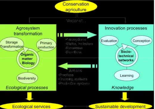 Figure 1: Ecological and innovation processes in CA 