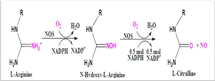 Figure 5:la réaction de synthèse du No à partir de la L arginine (Dahboul, 2013) 