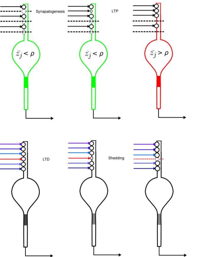 Fig 1. The three processes of adaptive synaptogenesis: Random synaptogenesis, bi-directional associative modification of existing synapses, and synaptic shedding