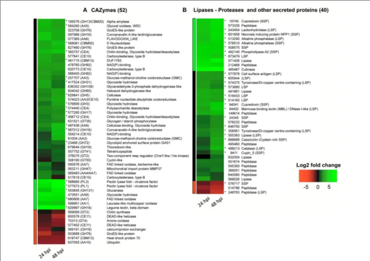 FIGURE 4 | RNA-Seq heatmaps of CCP putative effectors differentially expressed 24 and 48 h after spore inoculation on detached rubber tree leaves (susceptible clone PB260)