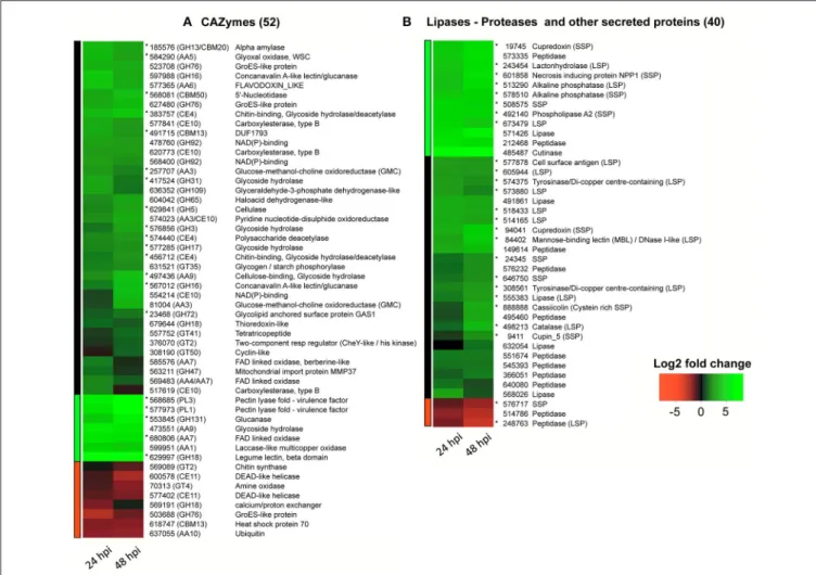 FIGURE 4 | RNA-Seq heatmaps of CCP putative effectors differentially expressed 24 and 48 h after spore inoculation on detached rubber tree leaves (susceptible clone PB260)