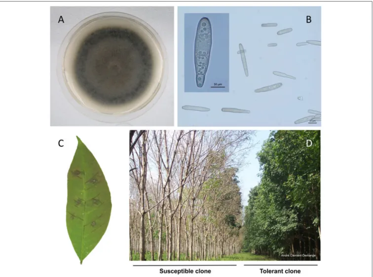 FIGURE 1 | Corynespora cassiicola strain CCP and the Corynespora Leaf Fall (CLF) disease symptoms