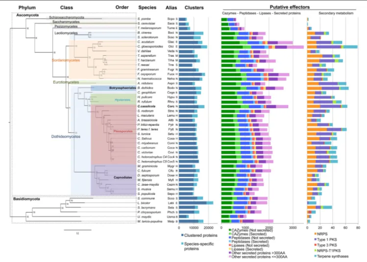 FIGURE 2 | Interspecific phylogenomic tree, protein clusters and putative effectors of 45 fungal species