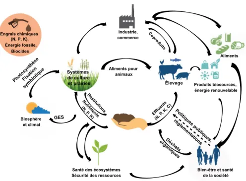 Figure 2.  Représentation des rôles de l’élevage au sein de systèmes agri-  alimentaires circulaires et durables.