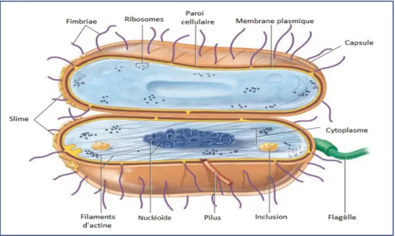 Figure 02 : Structure d'une cellule bactérienne (Willey, Sherwood et al., 2016). 