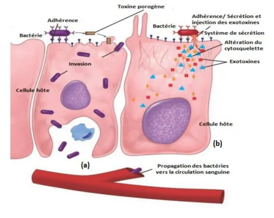 Figure 04 : Mécanisme d'une infection bactérienne (Rayan, Ray et al., 2014). 