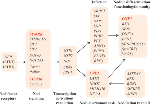 Figure 4. Simplified model for the symbiotic signaling pathway in legumes. Symbiotic genes identified in M