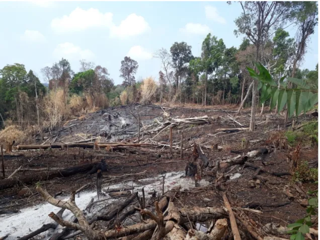 Figure 1. Forest recently cut down and burnt to clear space for agriculture, by using the “slash and  burn” method, Kaev Seima district, Mondulkiri Province, Cambodia (photo: A.P.)