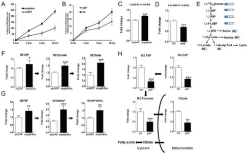 Fig. 4. p66Shc is necessary and sufficient to alter glucose uptake and glycolytic metabolism (A and B) Tracing of  3 H-labeled 2-deoxy glucose (2DG) uptake over time in  p66Shc-competent and p66Shc-deficient HeLa cells stably expressing shRNAs targeting GF