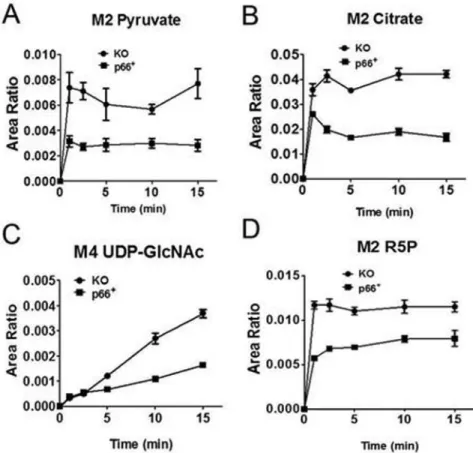 Fig. 5. Glucose flux in p66Shc KO and p66 +  MEFs