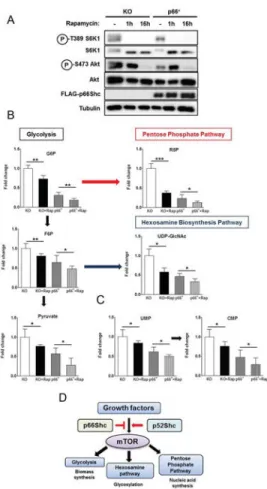 Fig. 7. mTOR mediates the effects of p66Shc on glycolytic and pyrimidine metabolism (A) Rapamycin treatment for 16 h is sufficient to inhibit both mTORC1 and mTORC2  signaling in p66Shc KO and p66 +  MEFs