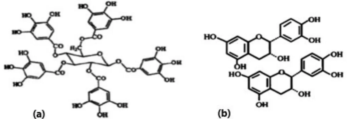 Figure 8: Structures chimiques des tanins hydrolysables (a) et des tanins condensés (b) (Jean,  2009)