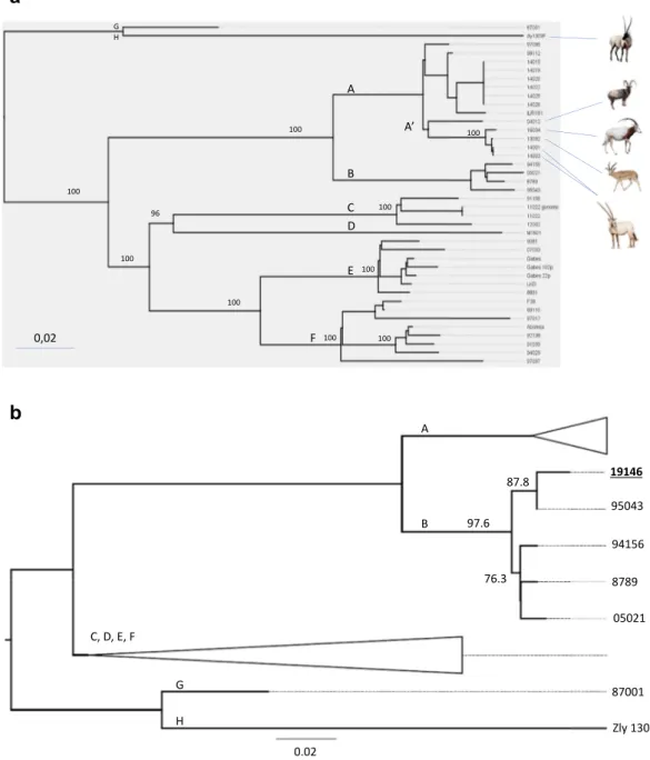 Figure 1. Phylogenetic trees inferred from Mycoplasma capricolum subsp. capripneumoniae core genome SNPs analysis