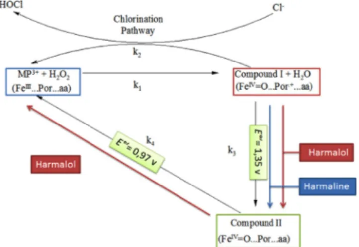 Fig. 3. (A) The interaction of harmine with MPO active site residues. Stacking pose is observed with ring D of the heme, two hydrogen bonds formed with Gln91 and heme propionate