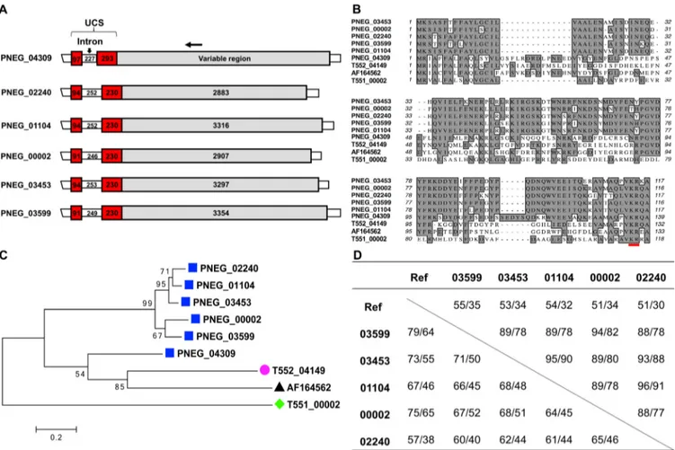 FIG 5 Five msg-A3 genes containing a UCS-like leader sequence in P. murina. (A) Schematic representations of msg genes, including 5 containing a UCS-like sequence (PNEG_02240, PNEG_01104, PNEG_00002, PNEG_03453, and PNEG_03599) and the UCS gene (PNEG_04309