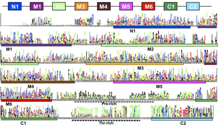 FIG 1 Sequence logo showing the alignment of full-length Msg proteins in P. murina, P