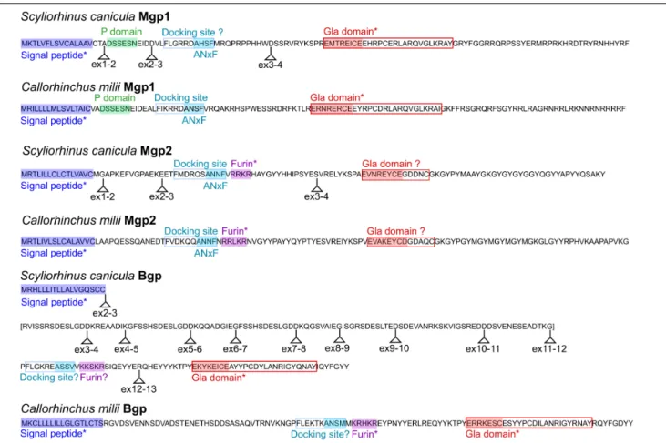 FIGURE 4 | Conserved protein domains in the small-spotted catshark and the elephant shark Mgp/Bgp sequences