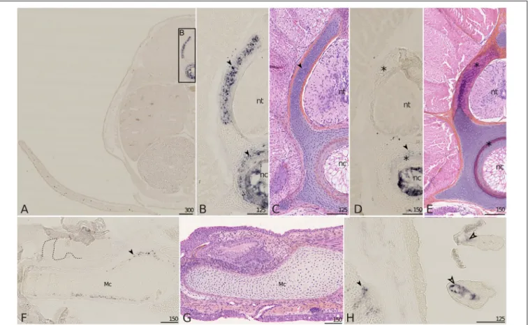 FIGURE 5 | Mgp1 gene expression on sections of late developing embryos of the small-spotted catshark Scyliorhinus canicula