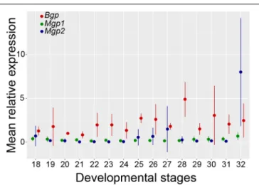 FIGURE 8 | Relative levels of Mgp1, Mgp2, and Bgp mRNA expression in early embryos of the small-spotted catshark (stage 18–32)