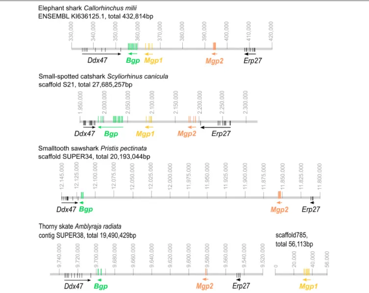 FIGURE 2 | Genomic organization of the Mgp/Bgp gene clusters in reference chondrichthyan genomes: the elephant shark Callorhinchus milii; the small-spotted catshark Scyliorhinus canicula; the smalltooth sawfish Pristis pectinata; the thorny skate Amblyraja