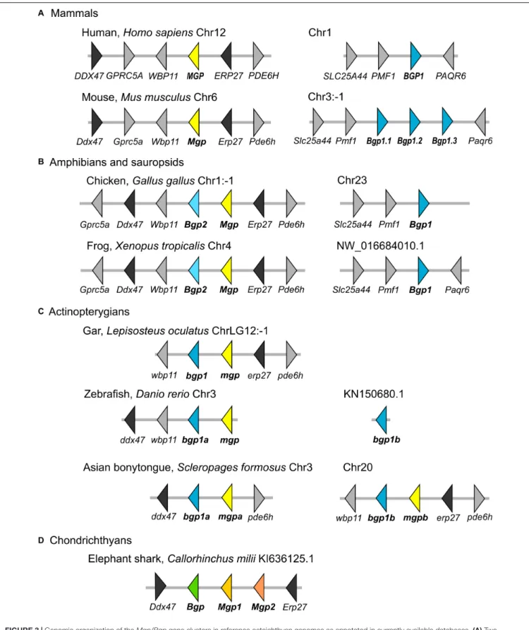 FIGURE 3 | Genomic organization of the Mgp/Bgp gene clusters in reference osteichthyan genomes as annotated in currently available databases