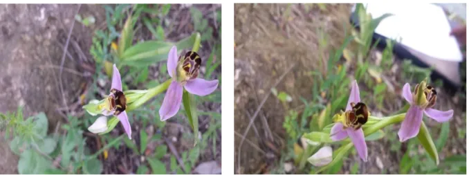 Figure 27 : Photos d’Ophrys apifera Huds. Observée sur le terrain (Original). 