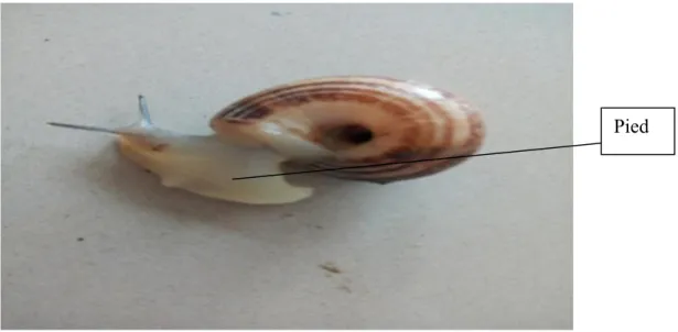 Figure 02 : Pied d’un escargot (Originale, 2018). 