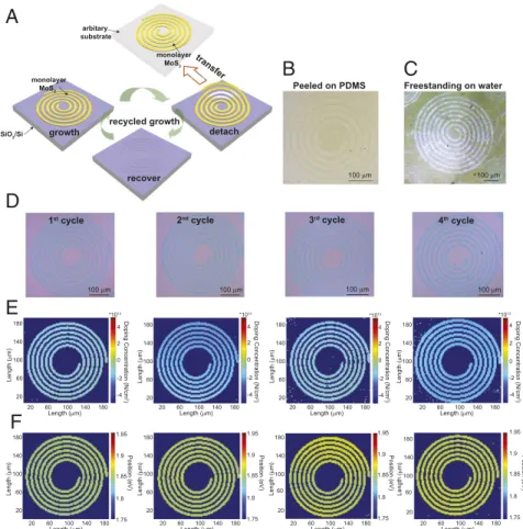 Fig. 4D shows the OM images of MoS 2 spiral patterns grown from four “growth–detach” cycles on the same SiO 2 /Si substrate after water delamination