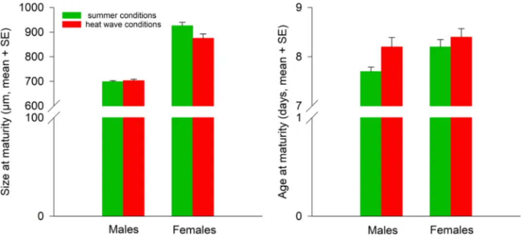 Figure 2.  Temperature effects during juvenile development (summer conditions  =  green bars, heat wave  conditions  =  red bars) on size and age at maturity of Amblydromalus limonicus males and females from the F1  generation.