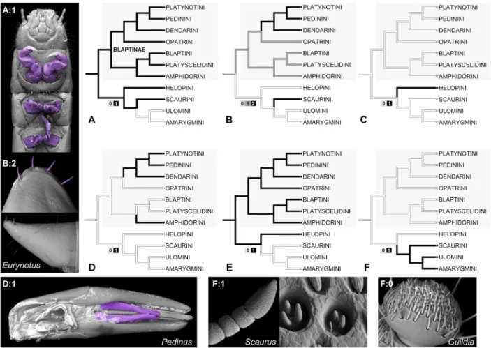 Fig 3. Evolution of selected morphological features in Blaptinae and selected related tenebrionid tribes: (A) structure of larval prolegs, 0: not enlarged, 1: enlarged; (B) spine arrangement on larval ninth tergite, 0: arrangement different than following,
