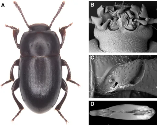 Fig 4. Morphology of Dissonomus sp. (Tenebrioninae: Dissonomini): dorsal habitus (A); ventral side of head (B); protrochanter (C); aedeagal tegmen (D).