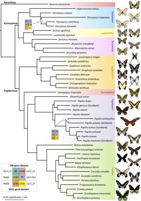 Figure 2. Phylogenomic relationships of Papilionidae based on supermatrix analyses. All nodes have maximal  BS, UFBS and PP support, except for two nodes with circles and support values in colored boxes, explained  in the lower left corner legend