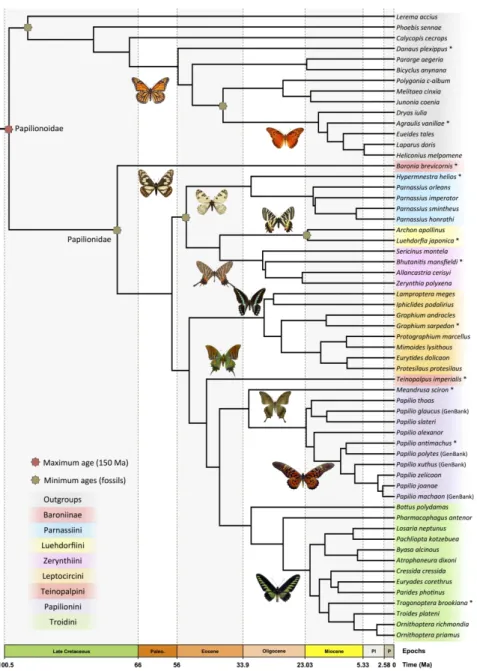 Figure 4. Bayesian time-calibrated phylogeny of butterflies. The dated tree was obtained with PhyloBayes  analyses of Dataset 1 (excluding Bombyx mori and Choristoneura fumiferana) using the CAT-GTR model, a 
