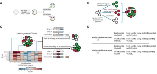 Fig. 1. A strategy for modeling intratumoral heterogeneity and mathematical optimization (A) A simplified schematic of tumor evolution, with deregulated Myc expression and p19 Arf loss, followed by additional loss-of-function mutations