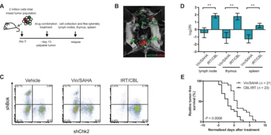 Fig. 3. In vivo validation of effects of combination therapies on subpopulation composition (A) A schematic of the in vivo competition assay