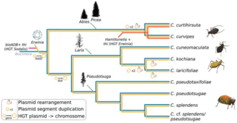 Fig. 6 Proposed evolutionary scenario for the establishment and evo- evo-lution of co-obligate symbionts of E