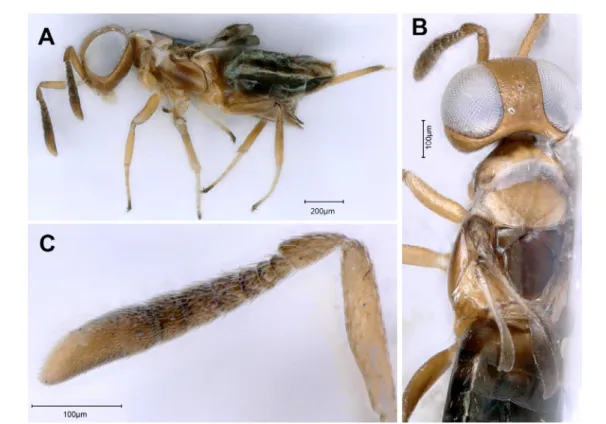 Fig. 4. Echthroplexiella obscura (Hoffer, 1954). A. Female in lateral view. B. Head and mesosoma in  dorsal view