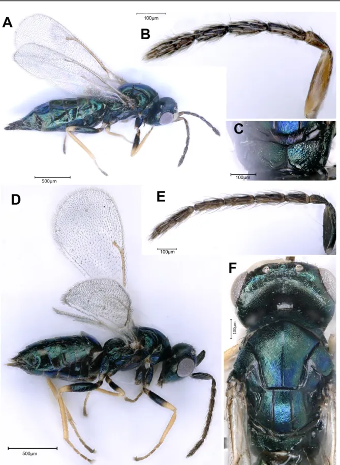 Fig. 6. Aprostocetus orithyia (Walker, 1839). A. Female in lateral view. B. Antenna of female